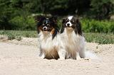 EPAGNEUL PAPILLON et PHALENE 007